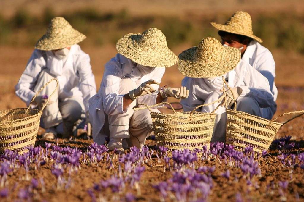 خسارات ناشی از شیوع بیماری‌ها در گیاهان دارویی کاهش می‌یابد   