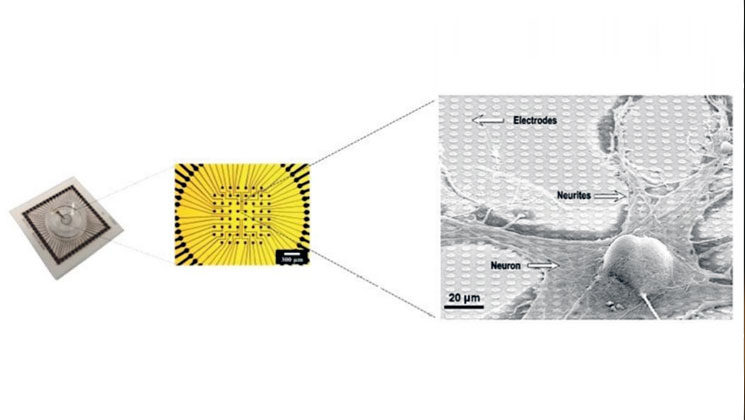 فناوری همگرا| آرایه‌های میکروالکترودی با عملکرد بالا به شناخت مغز کمک کرد؛ بدون مشابه در خاورمیانه  